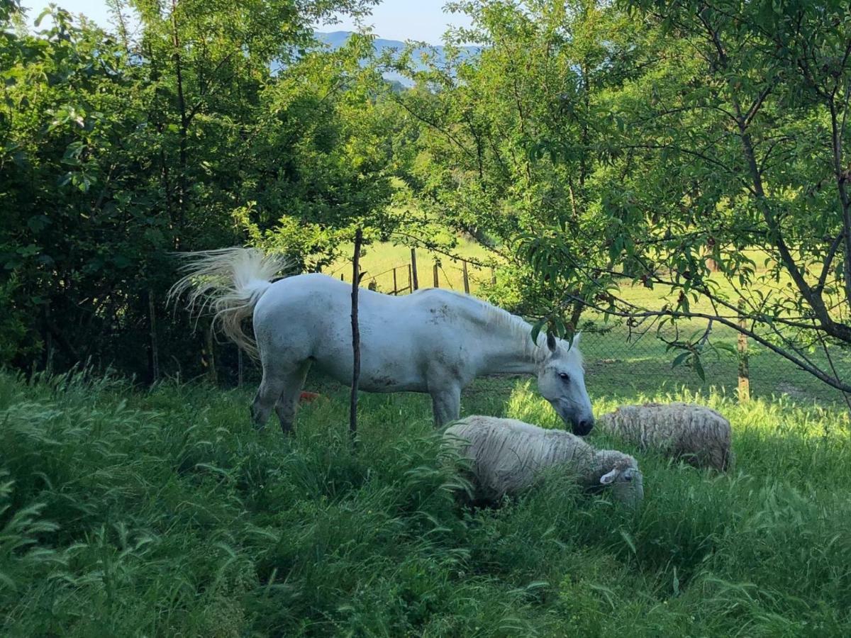 Ala Di Maniero In Agriturismo Valdrago In Toscana, Nel Verde Mugello Sulle Colline Di Firenze 博尔戈圣洛伦索 外观 照片